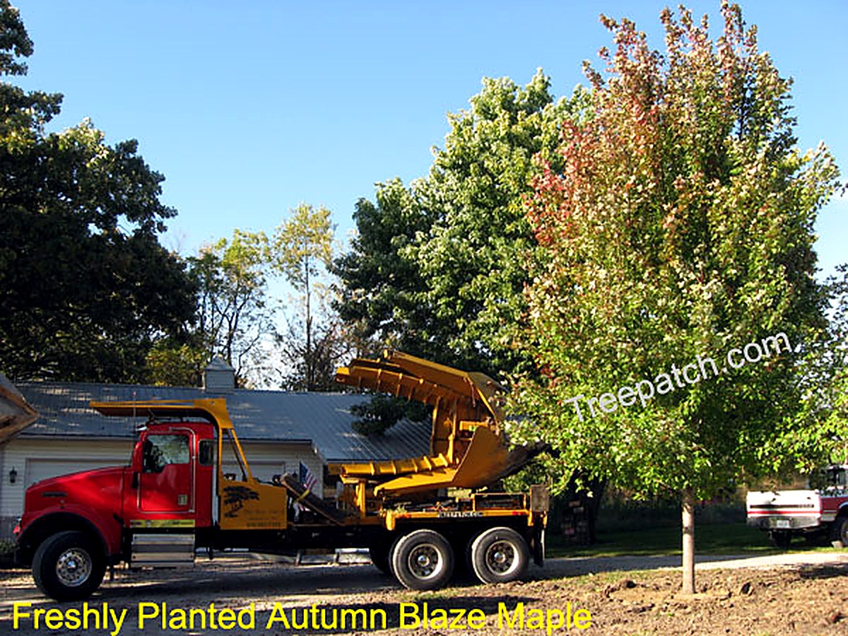 Freshly planted Autumn Blaze maple next to a Tree Patch spade truck