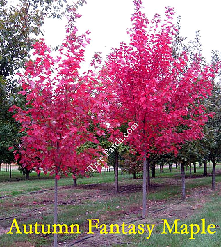 Autumn Fantasy Maple
