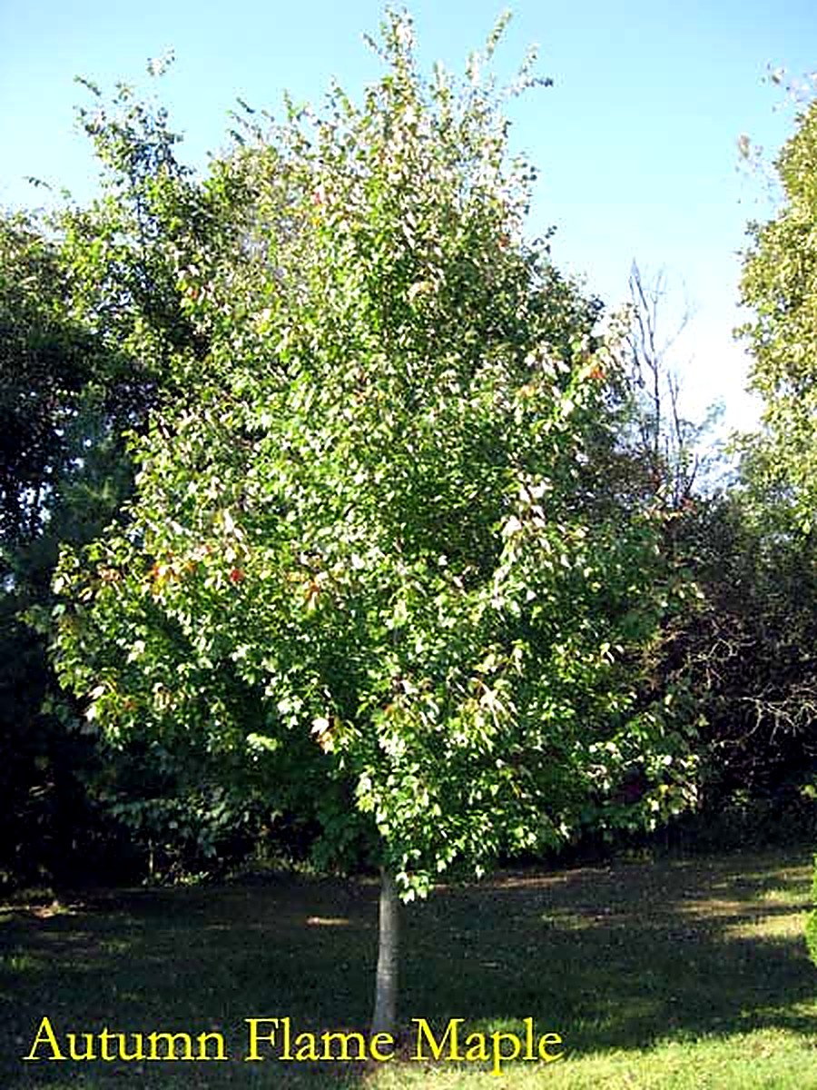 Autumn Flame Maple