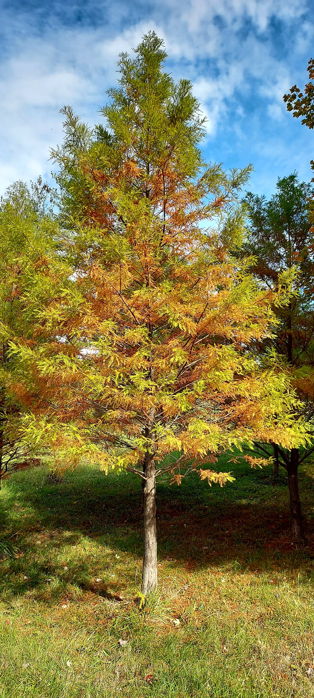 Bald Cypress