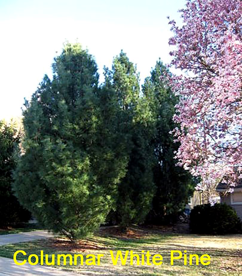 Columnar White Pine