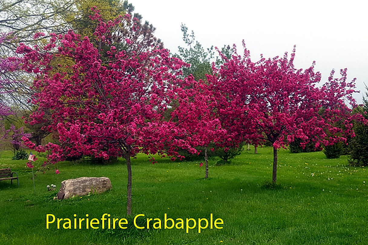 Prairie Fire Crabapple