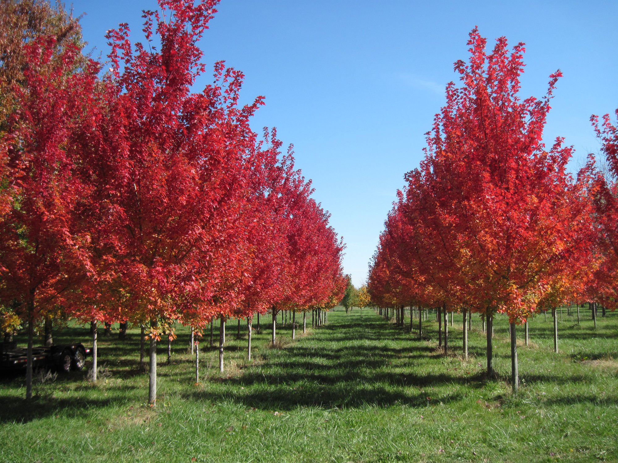 Rows of mature maples at Tree Patch in Hamilton, Missouri