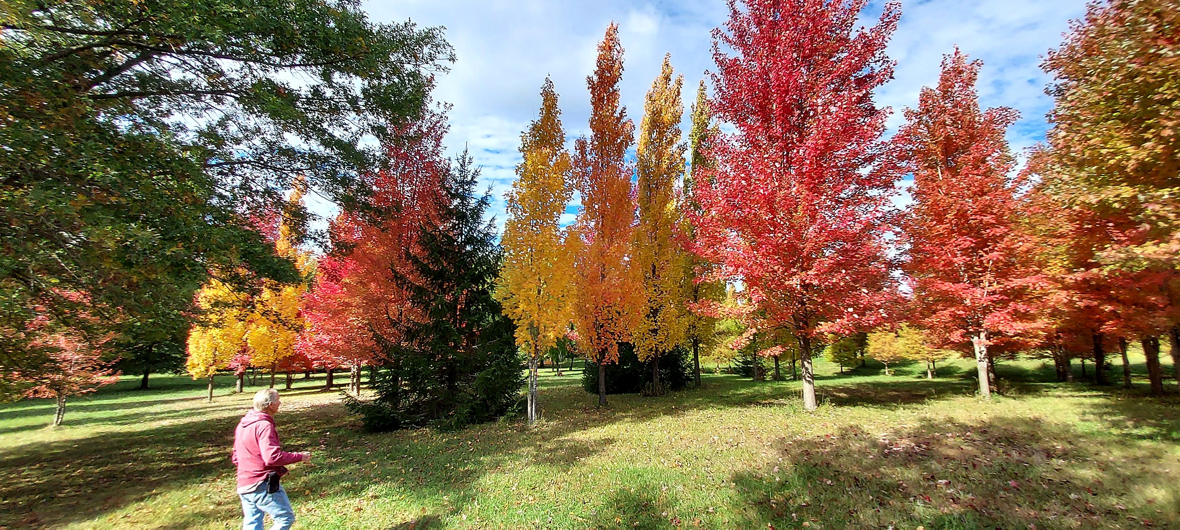 Walking the Tree Patch fields in fall color — maples, oaks, and spruce