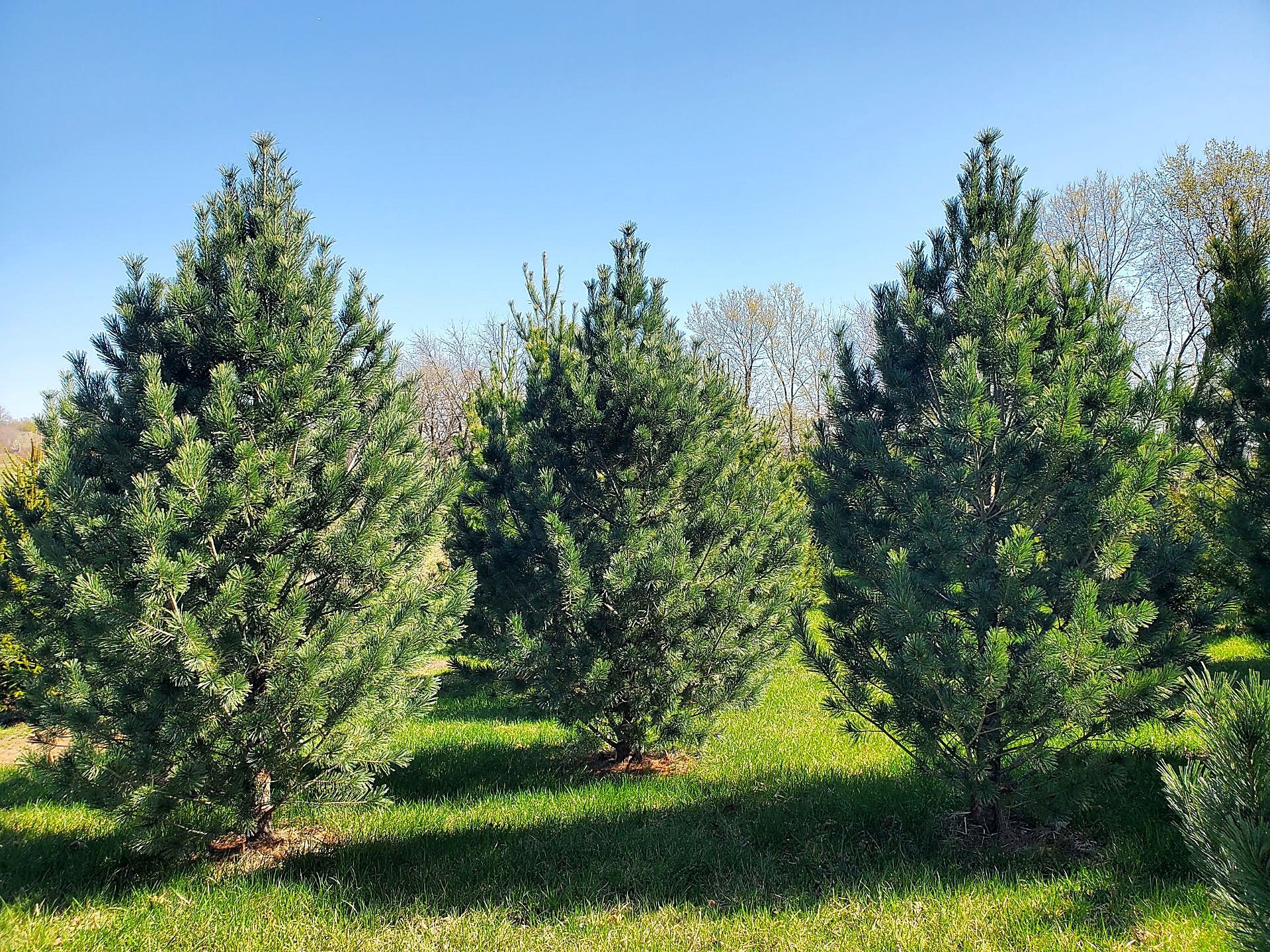 Western white pines in the Tree Patch fields