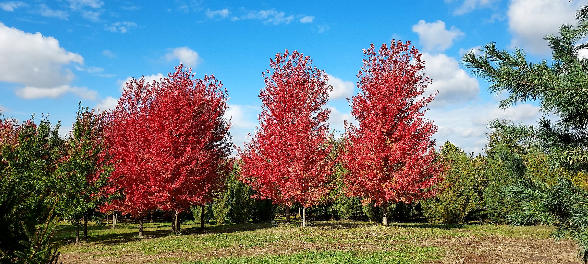 Three field-grown red maples in fall color at Tree Patch