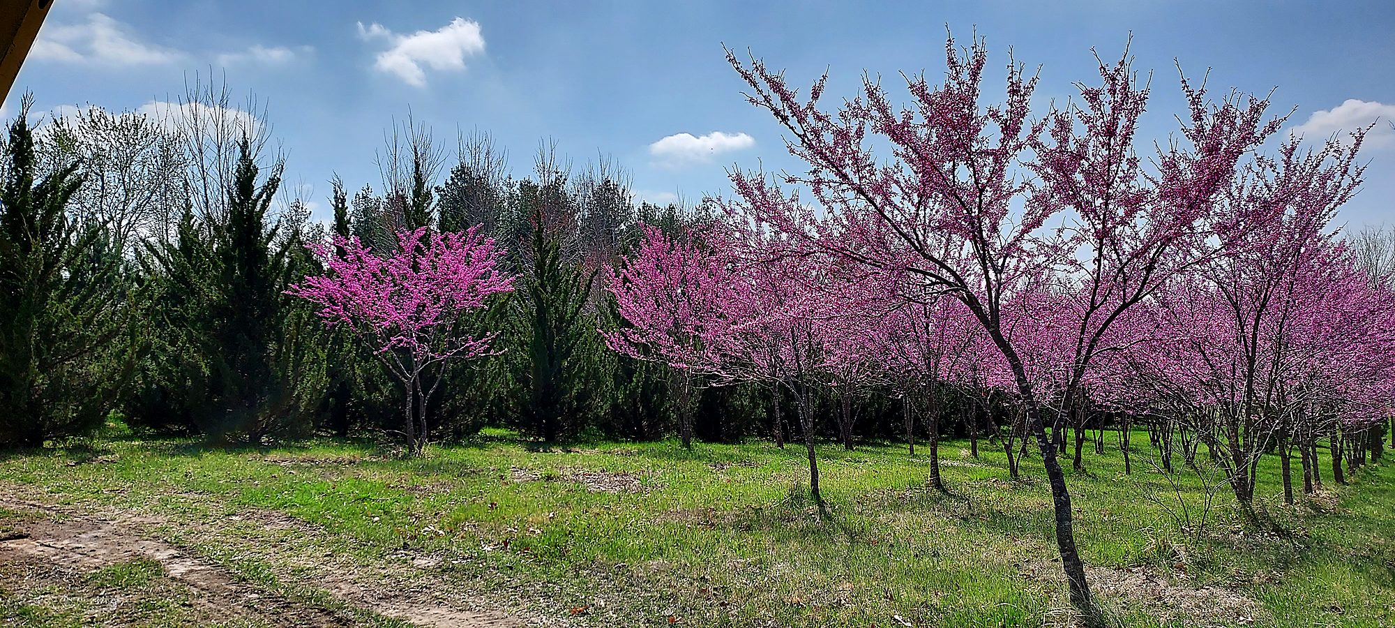 Redbud rows in bloom beside evergreens at Tree Patch