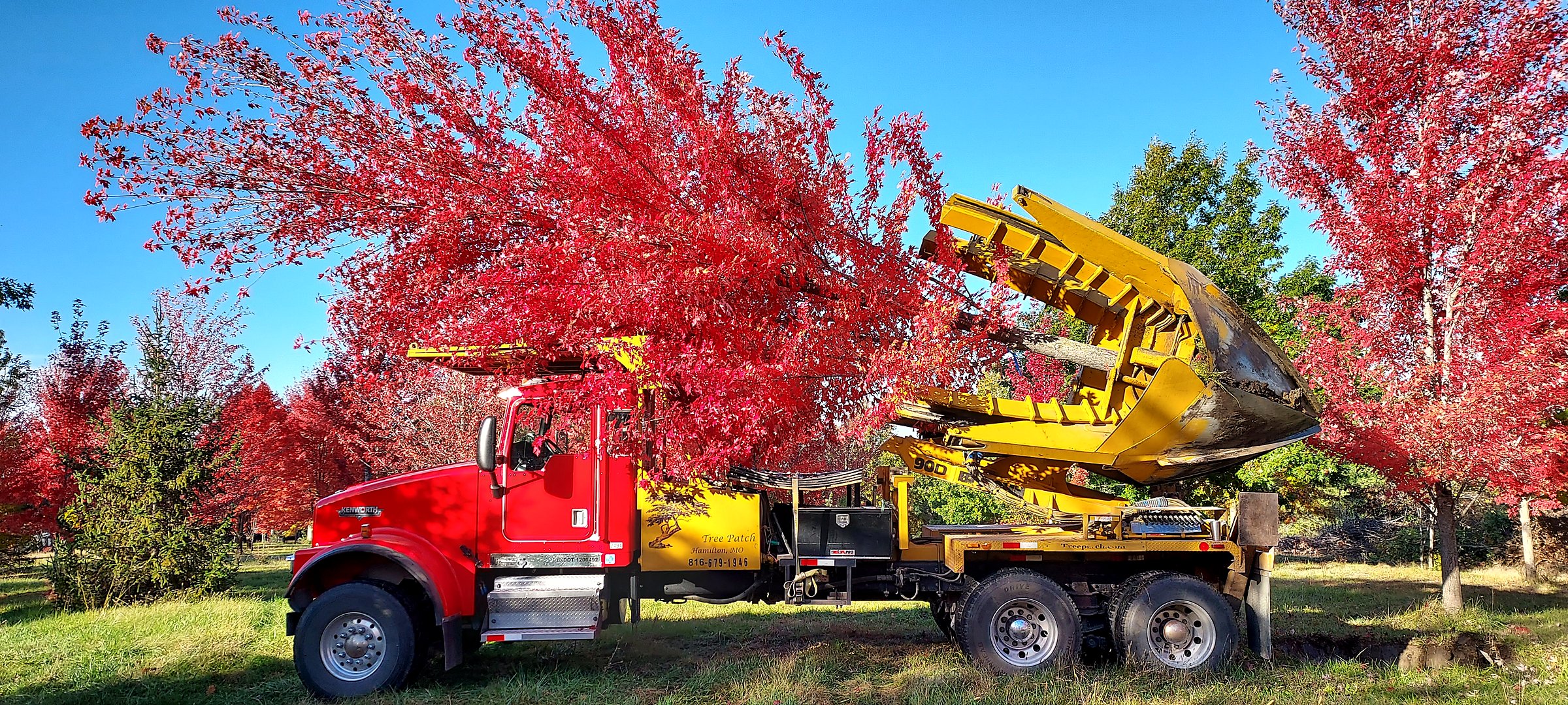 Tree Patch Kenworth harvesting a red maple in peak fall color