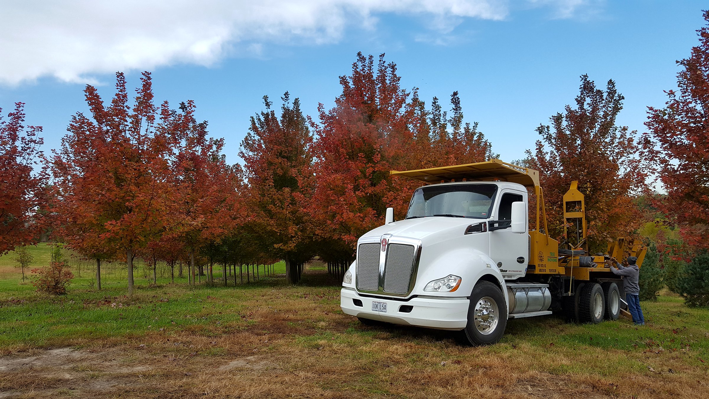 Tree Patch spade truck in a row of fall maples at the Hamilton farm