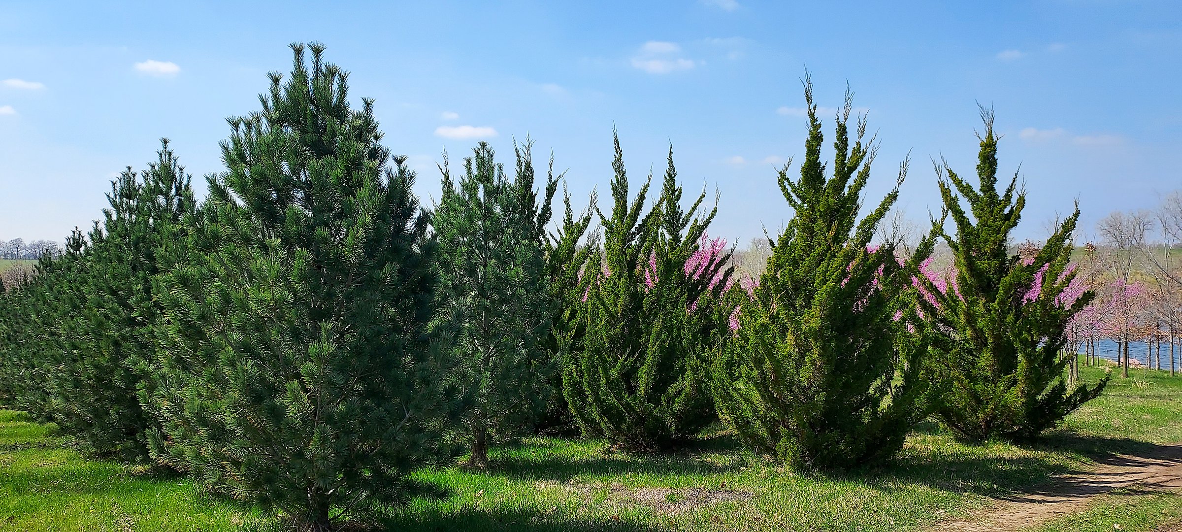 Pines, Spartan junipers, and redbuds in bloom at Tree Patch