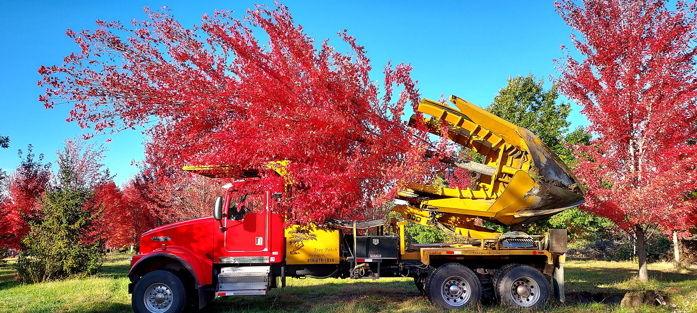 Tree Patch Kenworth spade truck holding a harvested red maple in fall color