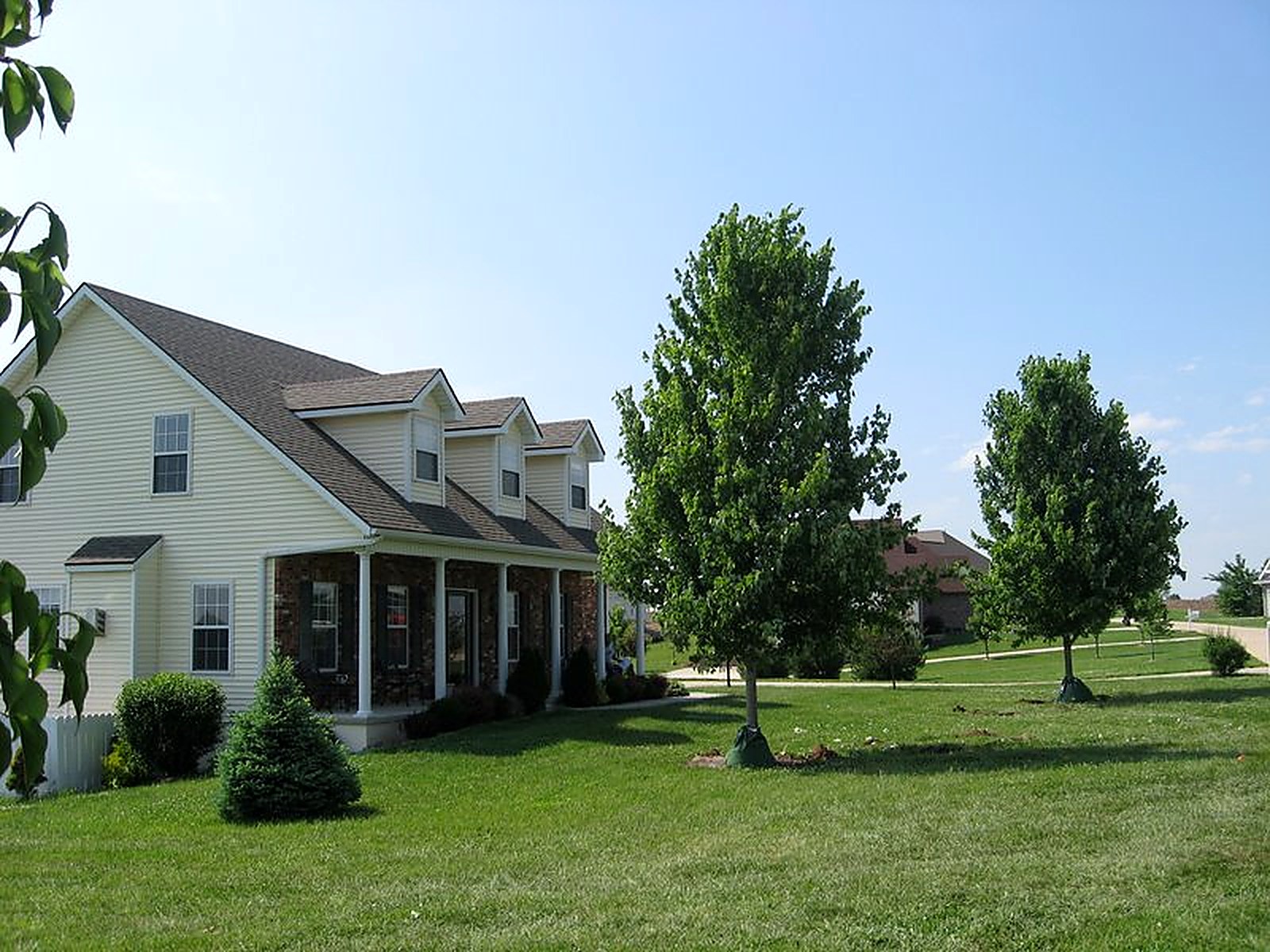 Two newly planted shade trees in a residential front lawn