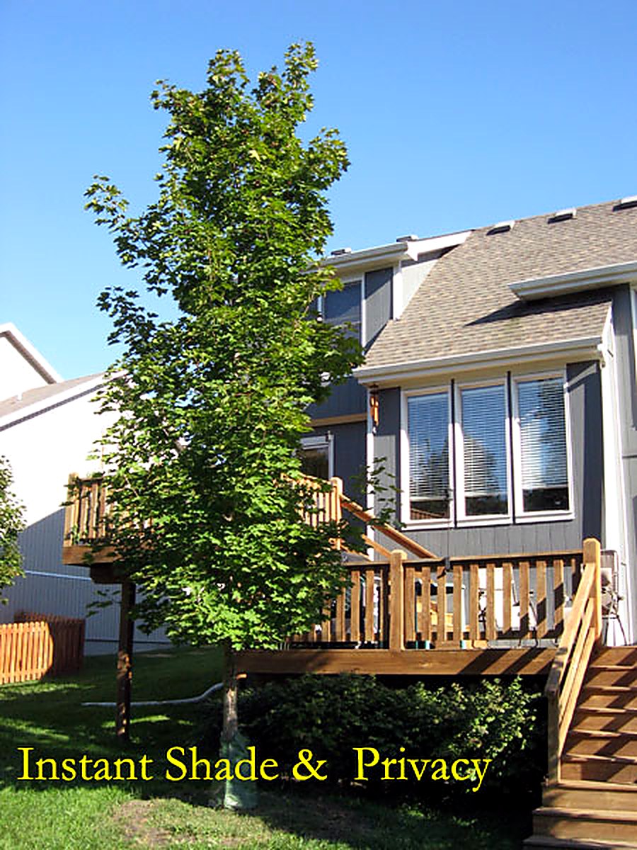 Newly planted maple providing instant shade beside a home deck
