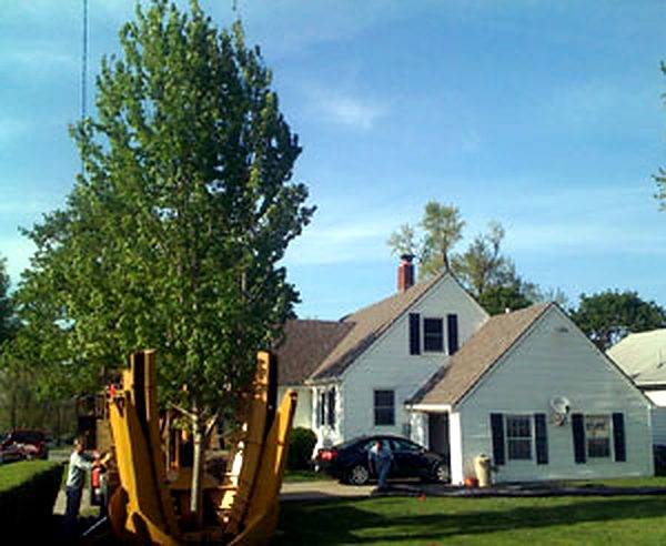 Autumn Blaze maple standing in the tree spade beside a white home