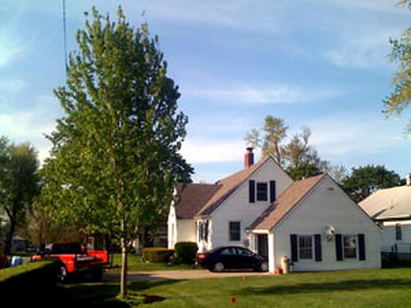 Newly planted Autumn Blaze maple beside a white home after the spade pulled away