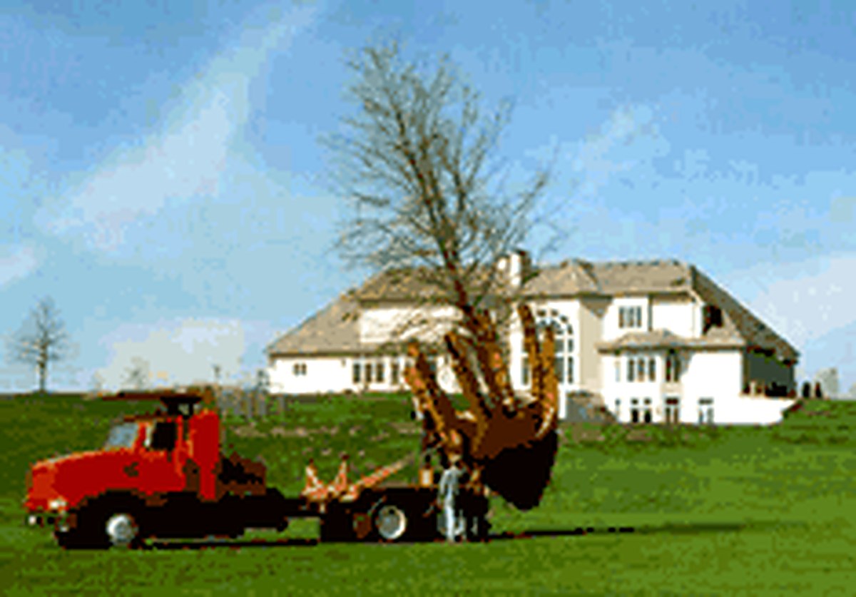 Spade truck setting a large oak on a residential estate lawn