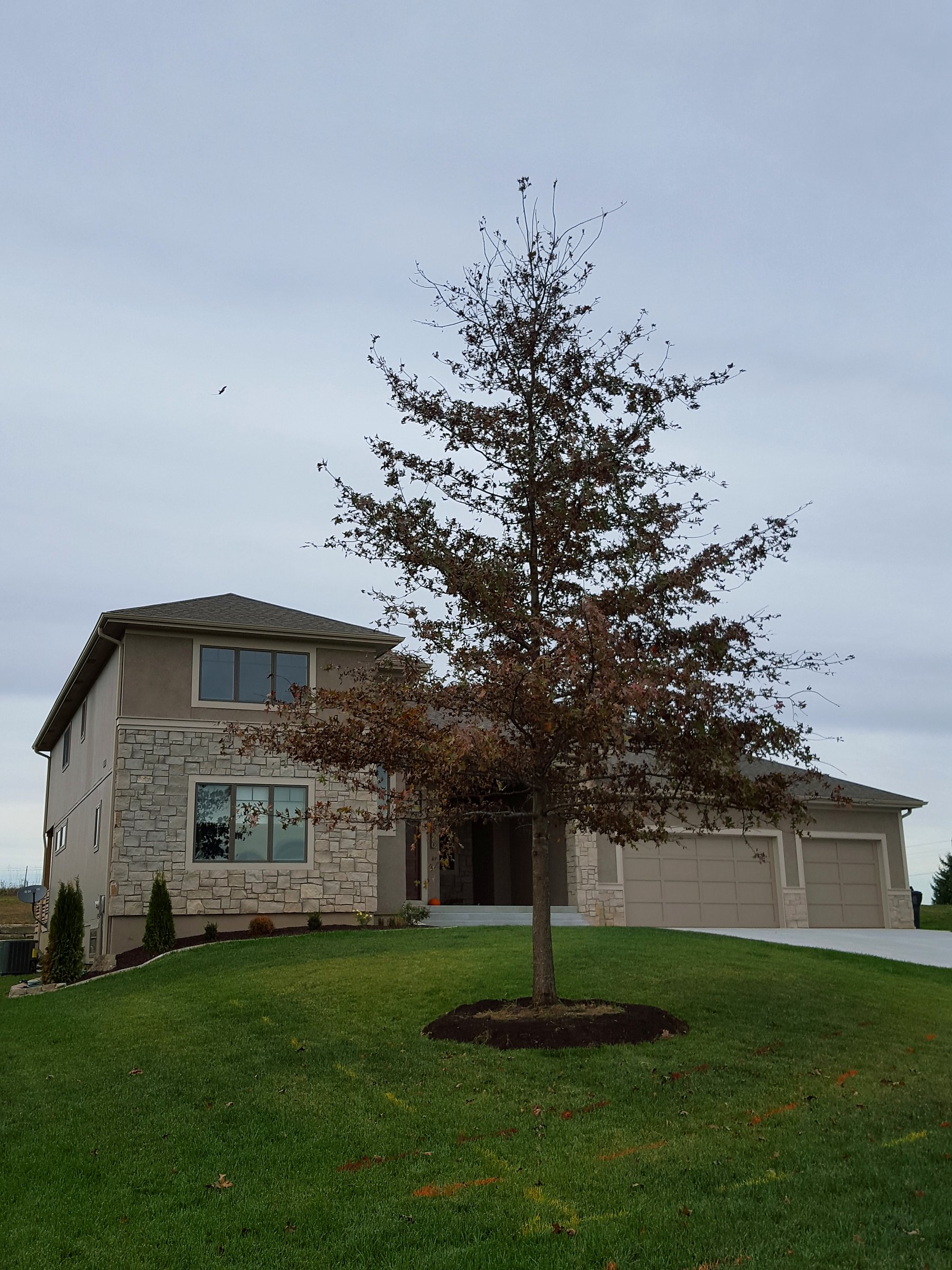 Large pin oak newly planted in the front lawn of a home