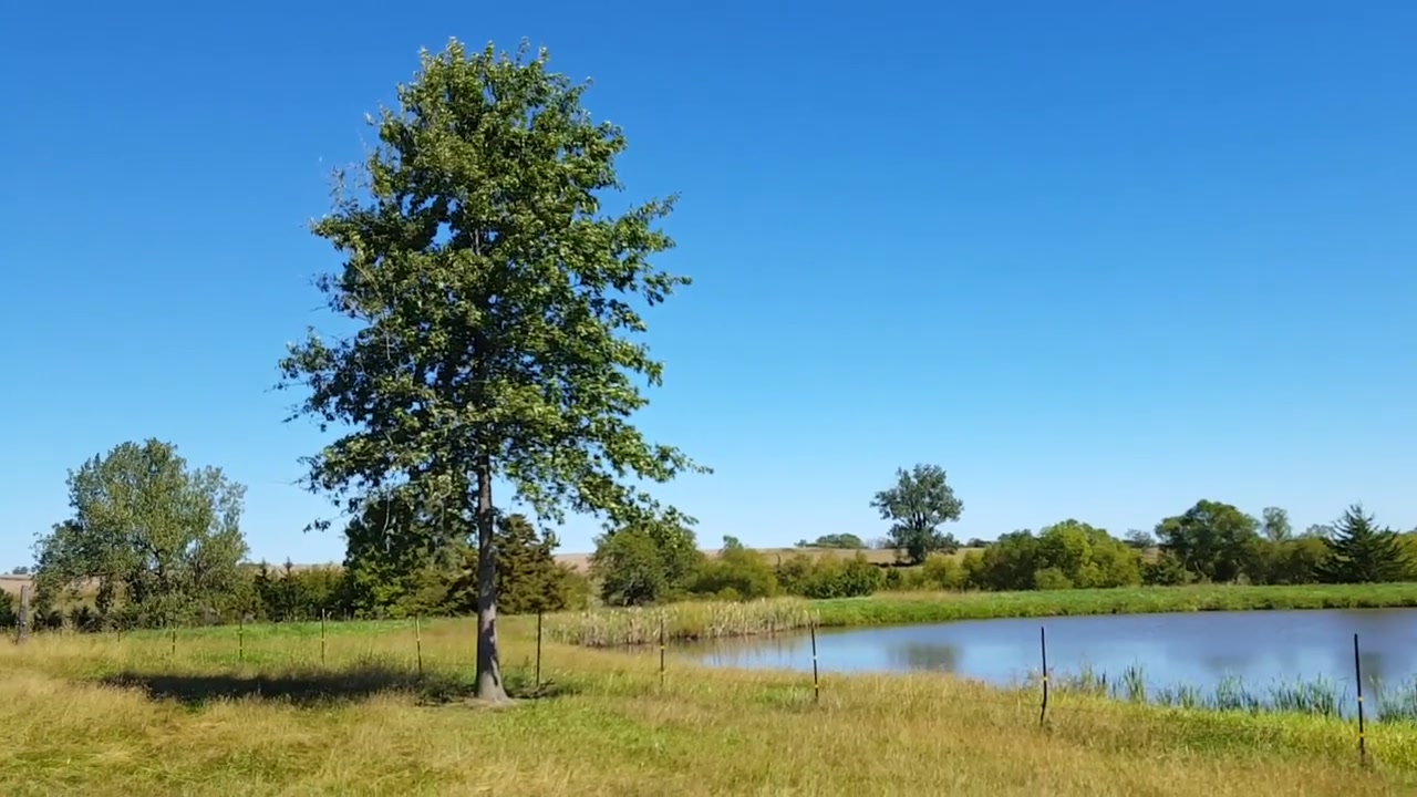 Newly planted pin oak standing beside a pond after the spade truck pulled away