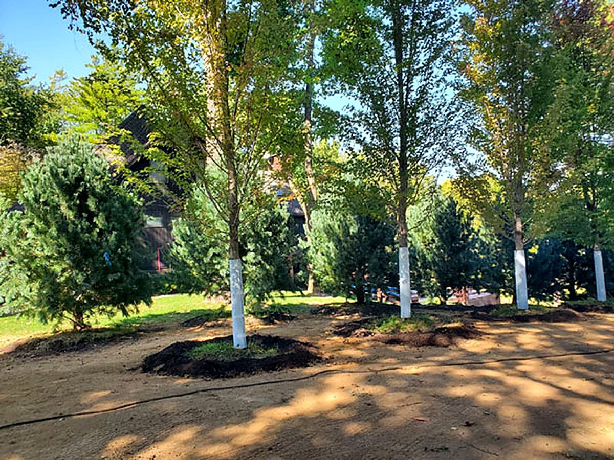 Privacy screen of Western white pines and Autumn Blaze maples after install