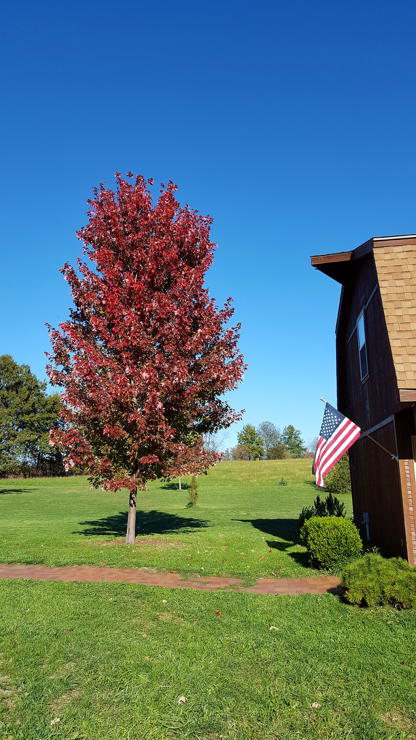 Mature red maple in fall color beside a home with an American flag