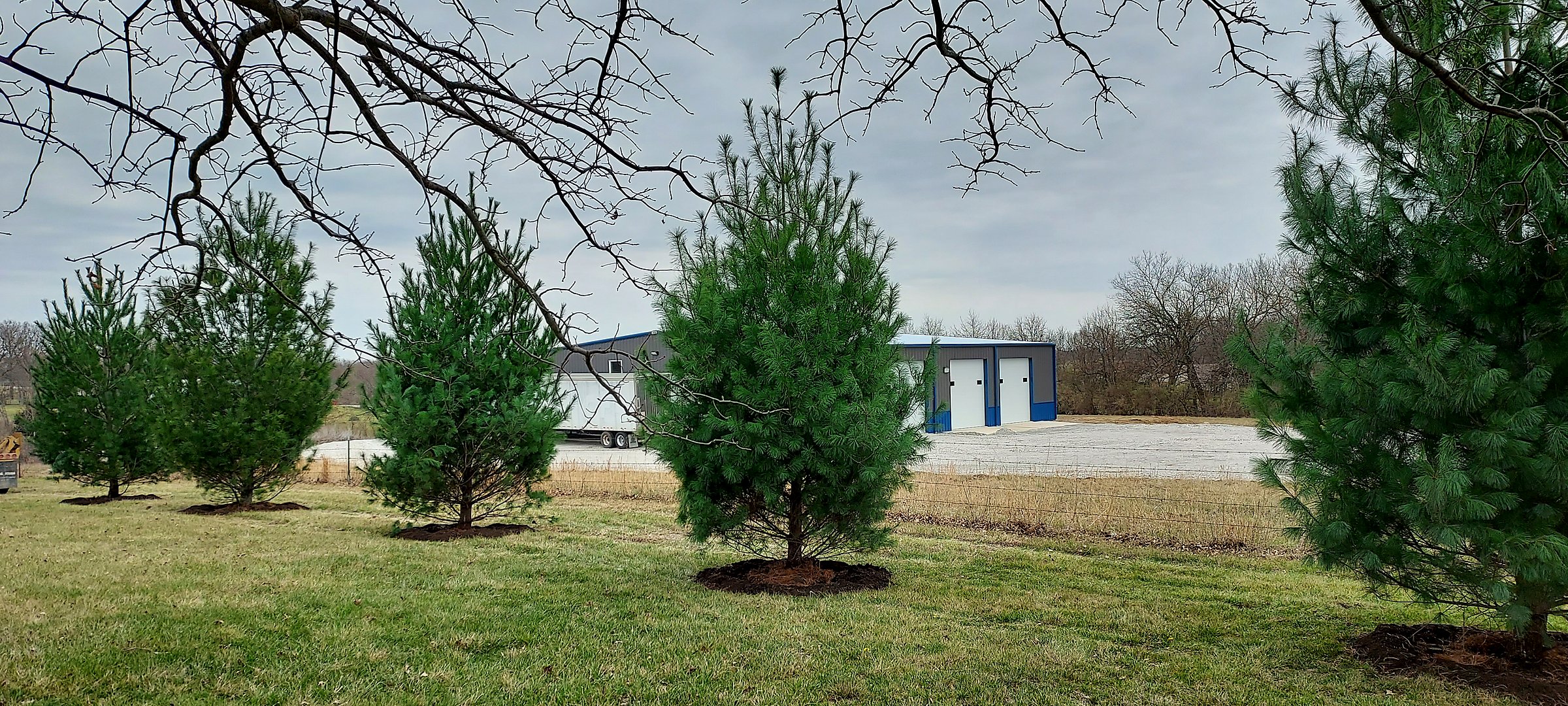 Newly planted white pines screening a shop building after install