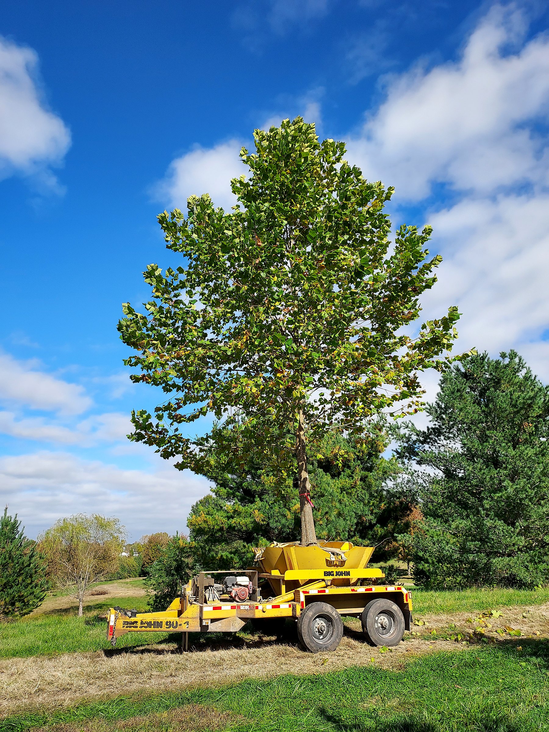 Mature sycamore standing in a Big John trailer for transport