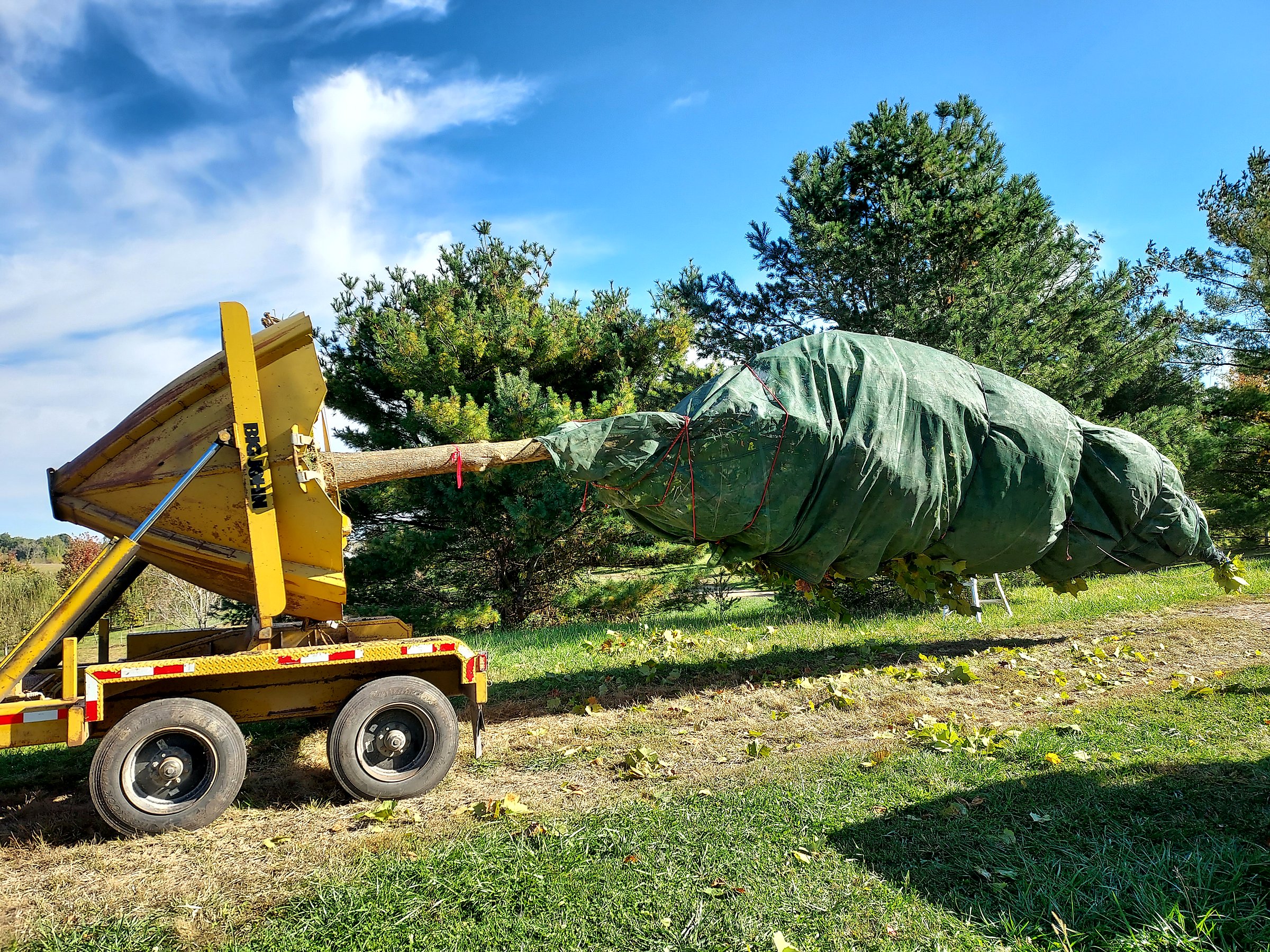 Mature tree shade-tarped on a trailer for a long shipping trip