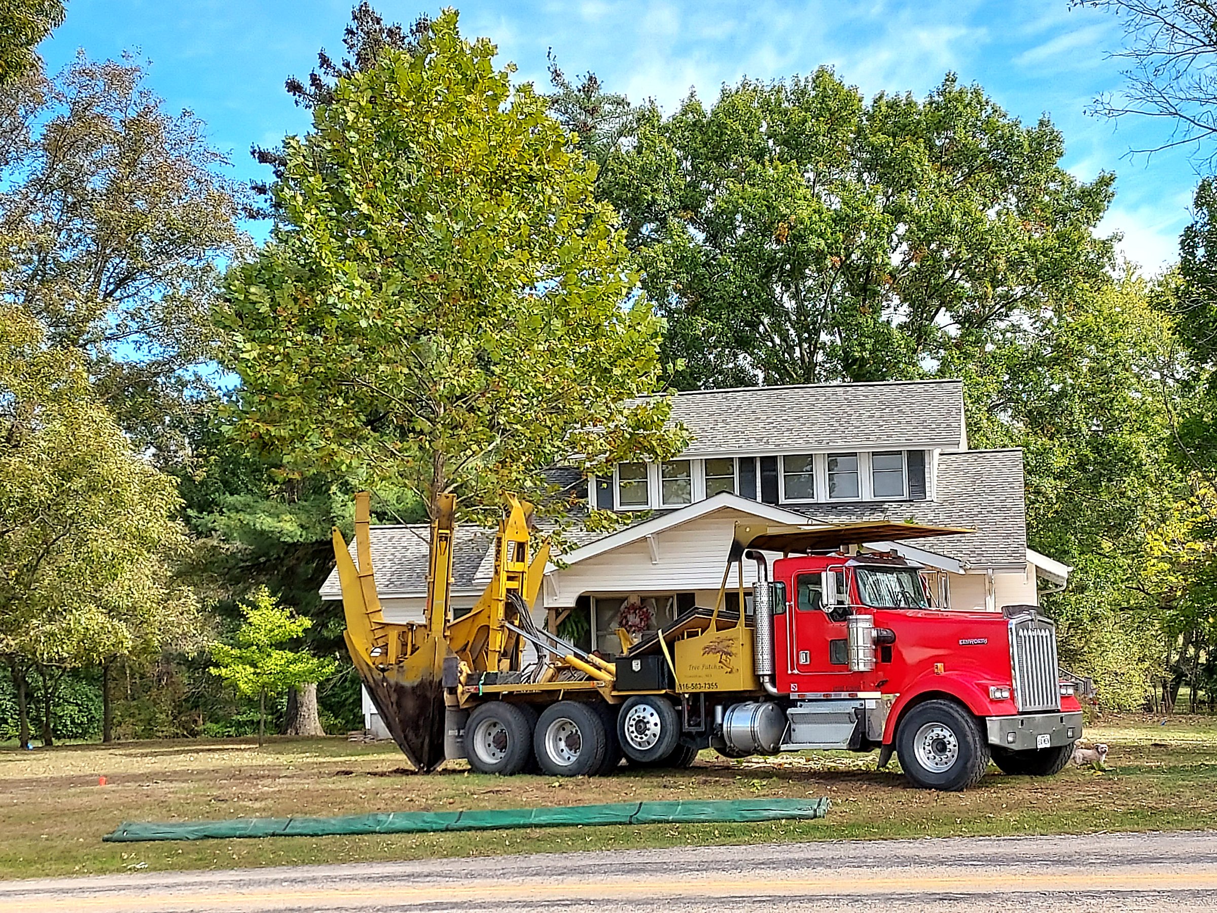 Tree Patch crew lining the sycamore up with a pre-dug receiving hole beside a home