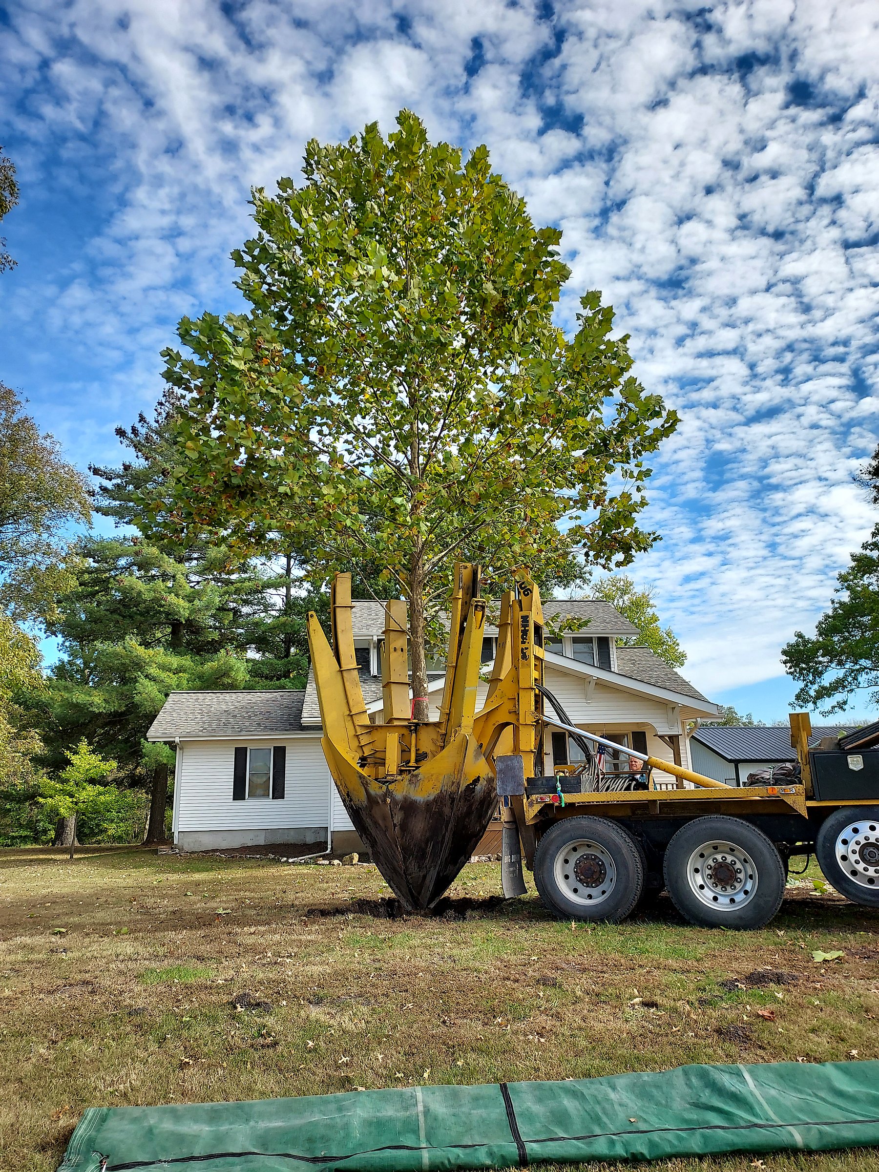 Tree spade lowering a sycamore into the receiving hole
