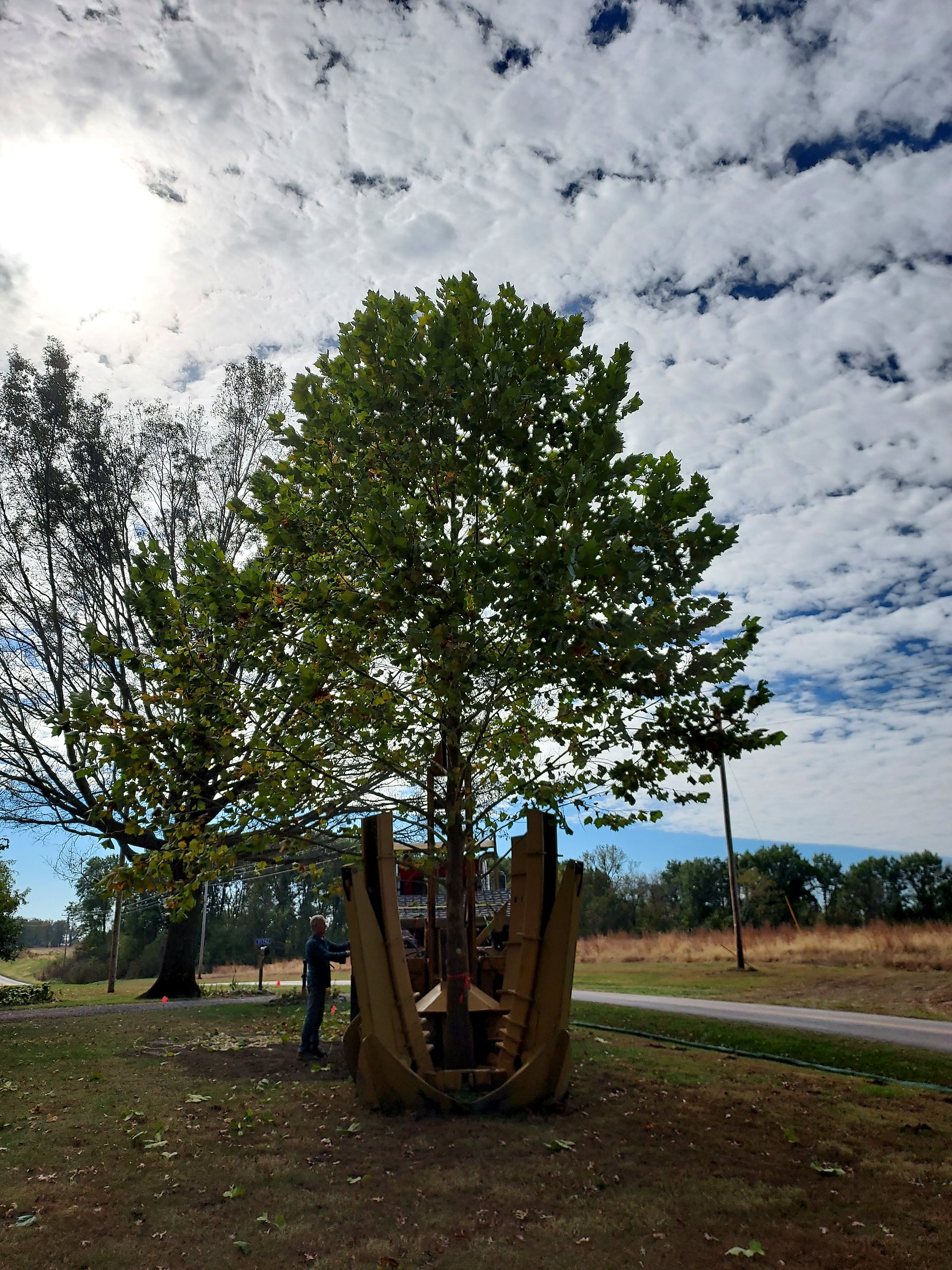 Spade blades retracting around a newly planted sycamore