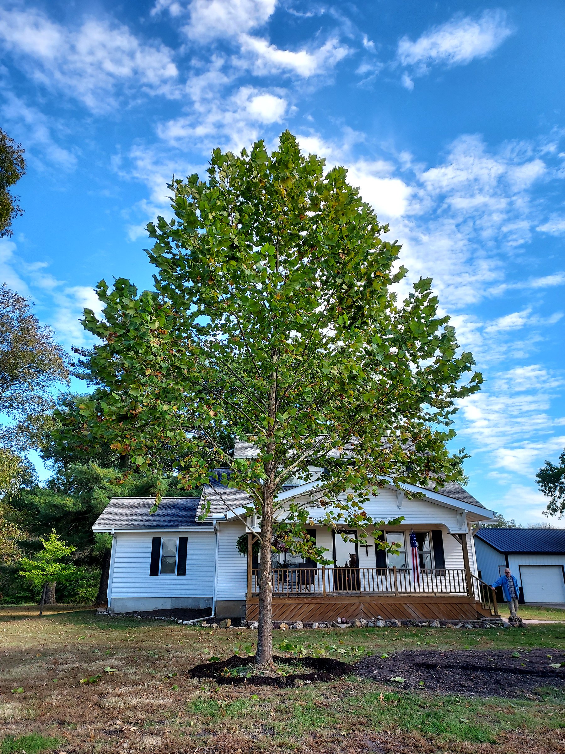 Newly planted sycamore standing in front of a white home