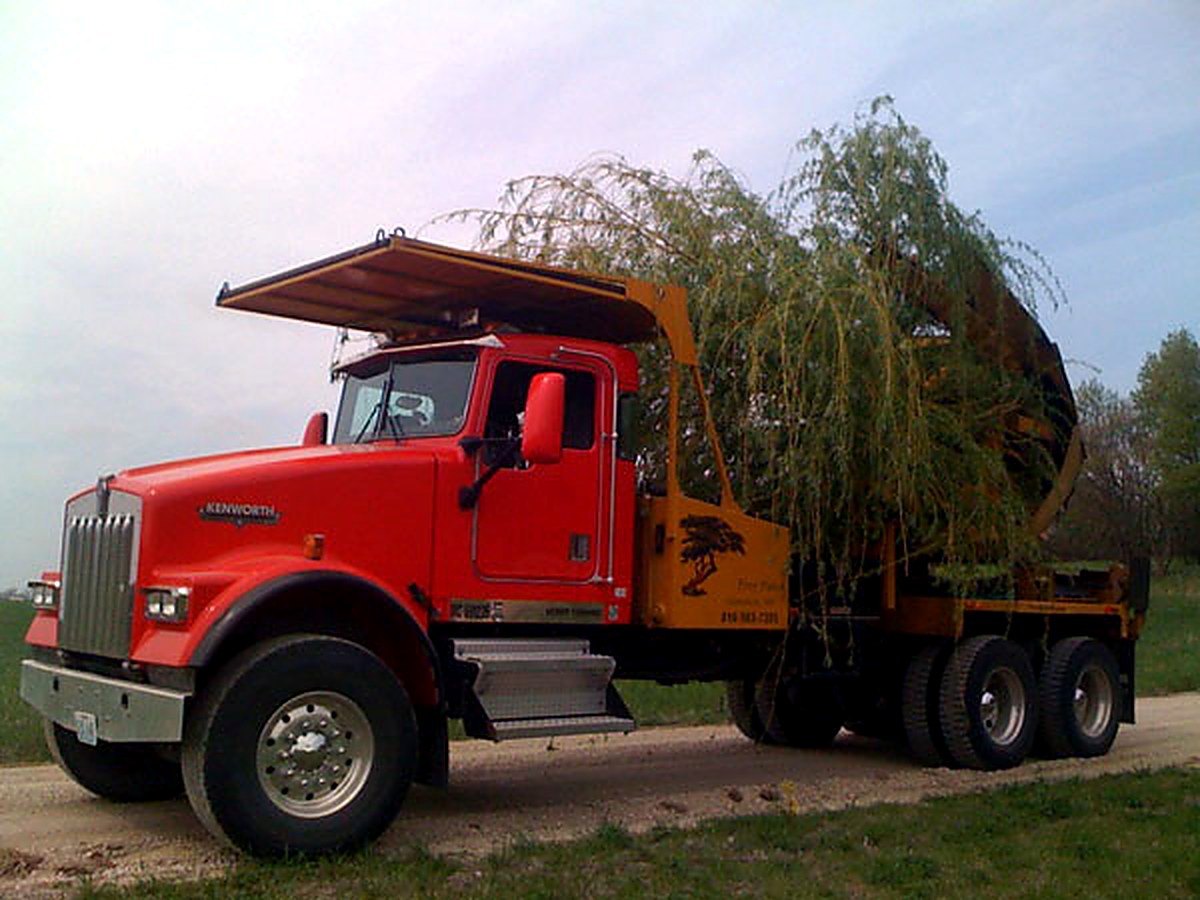 Tree Patch truck carrying a mature weeping willow to a new home