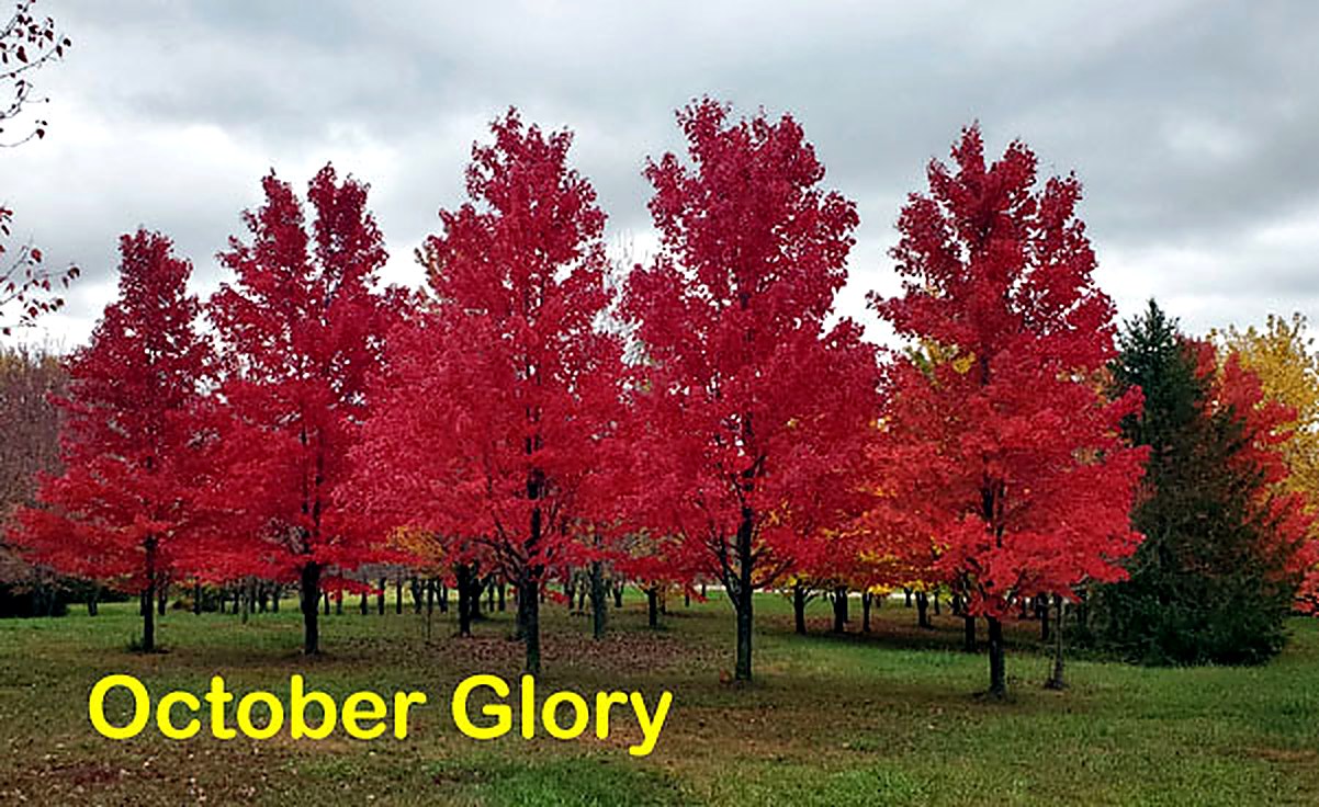October Glory Maple