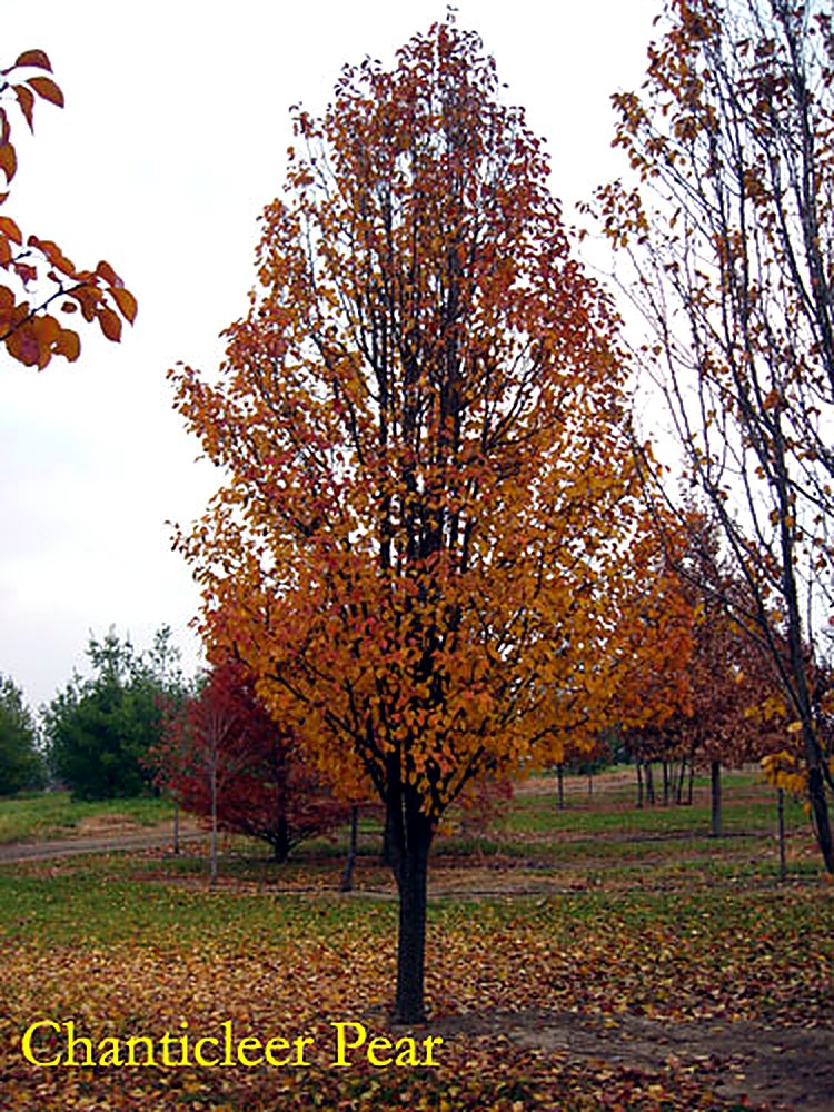 Chanticleer Pear