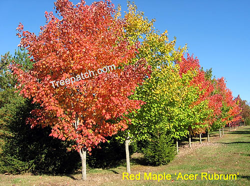 Red Maple