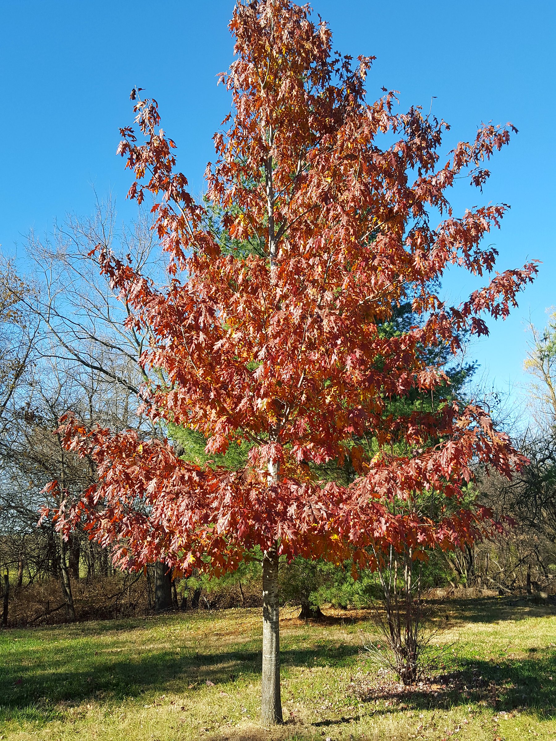 Northern Red Oak