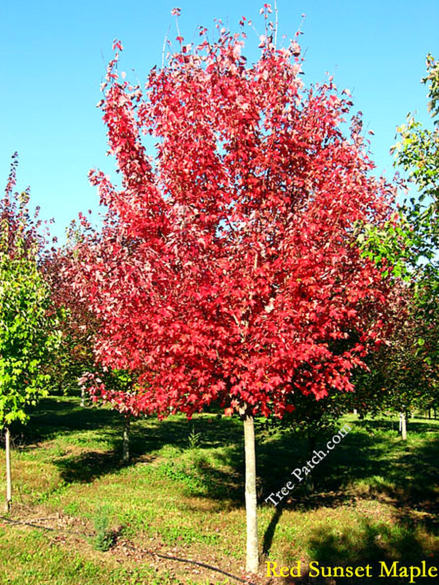 Red Sunset Maple
