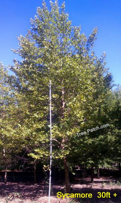 River Birch