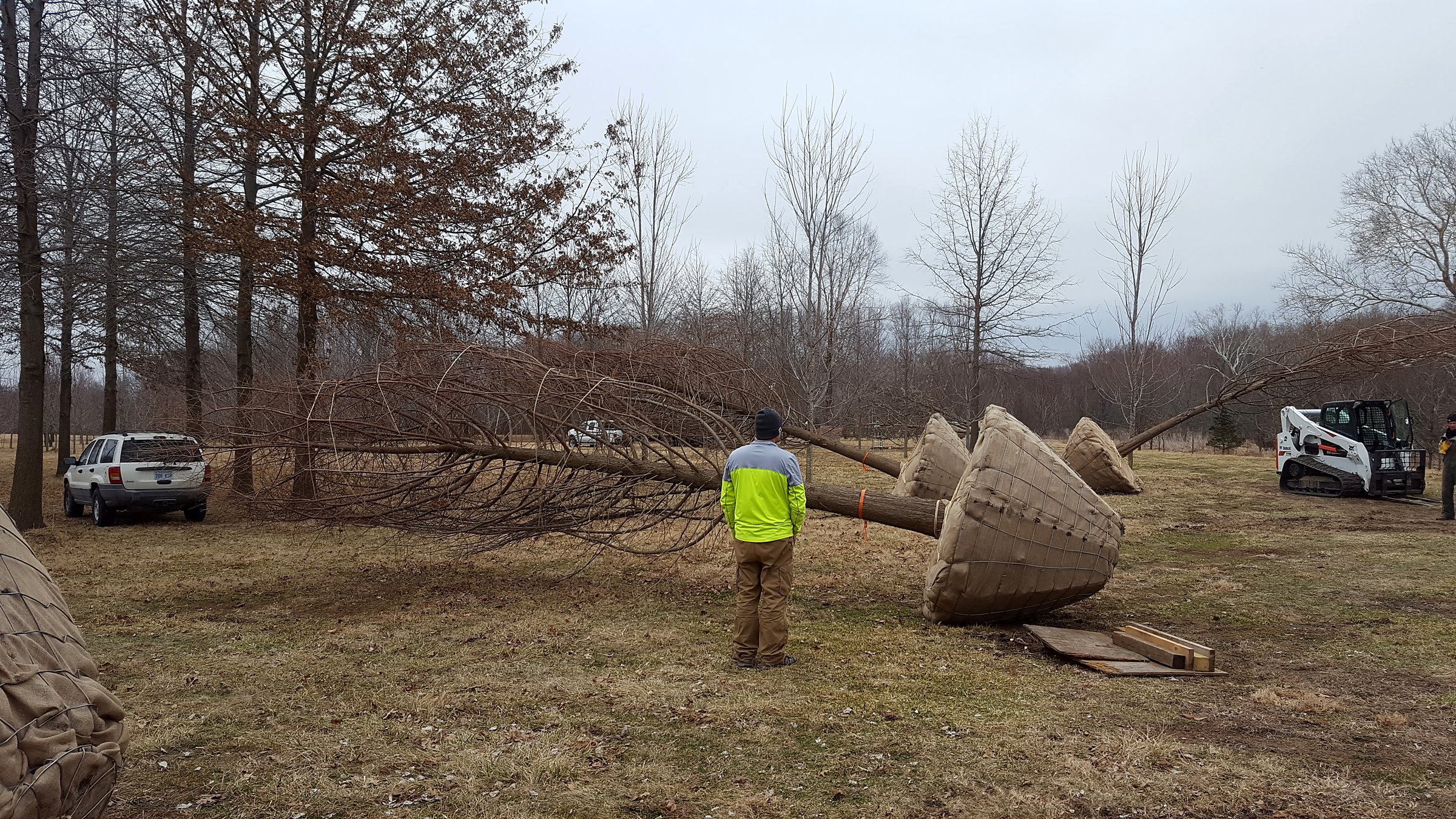 Large cypress trees dug with a 90-inch spade, balled and burlapped, ready to ship from Tree Patch