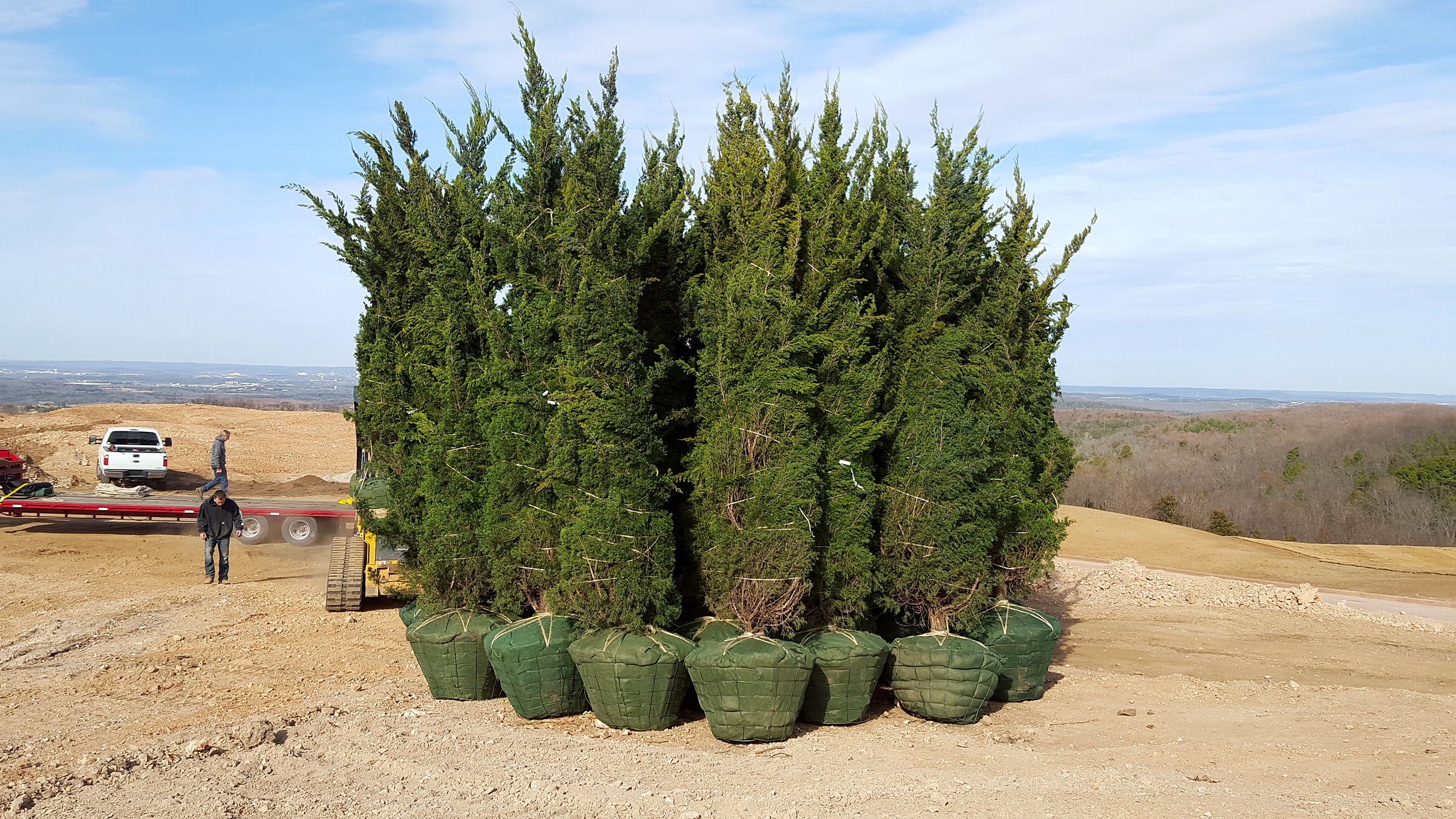 Spartan junipers with wrapped root balls arrived at a jobsite, ready for installation