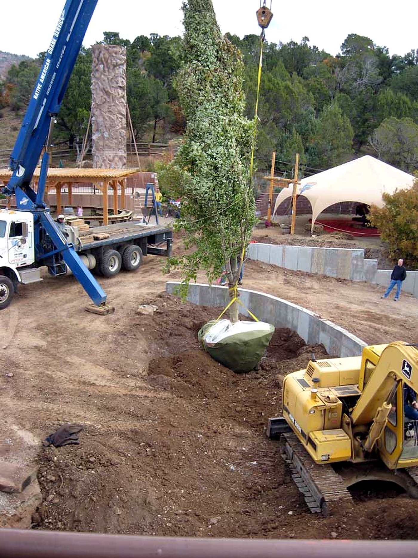 Crane setting a shipped maple into a prepared hole at a commercial jobsite