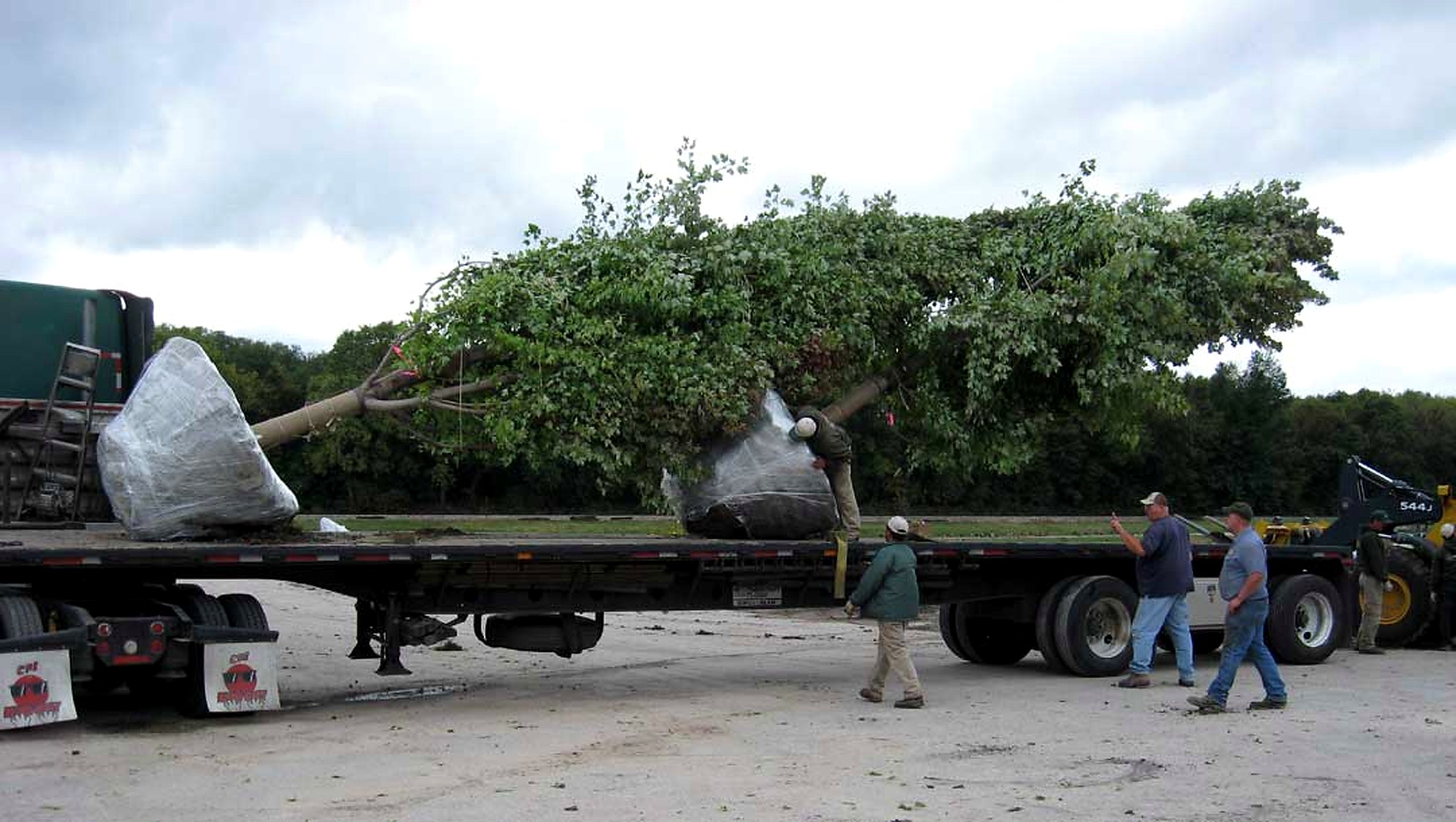 Crew loading a mature maple with a wrapped root ball onto a flatbed trailer