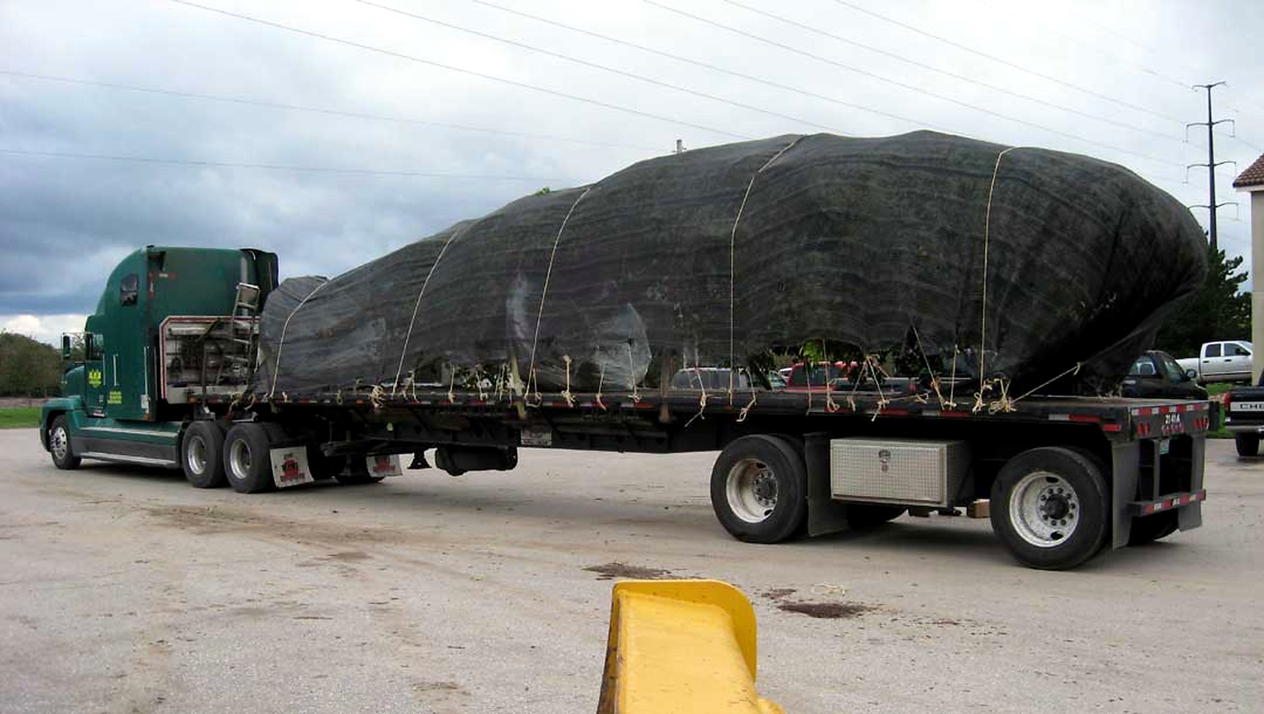 Semi truck with a full load of maples shade-tarped and tied down for Field Direct shipping