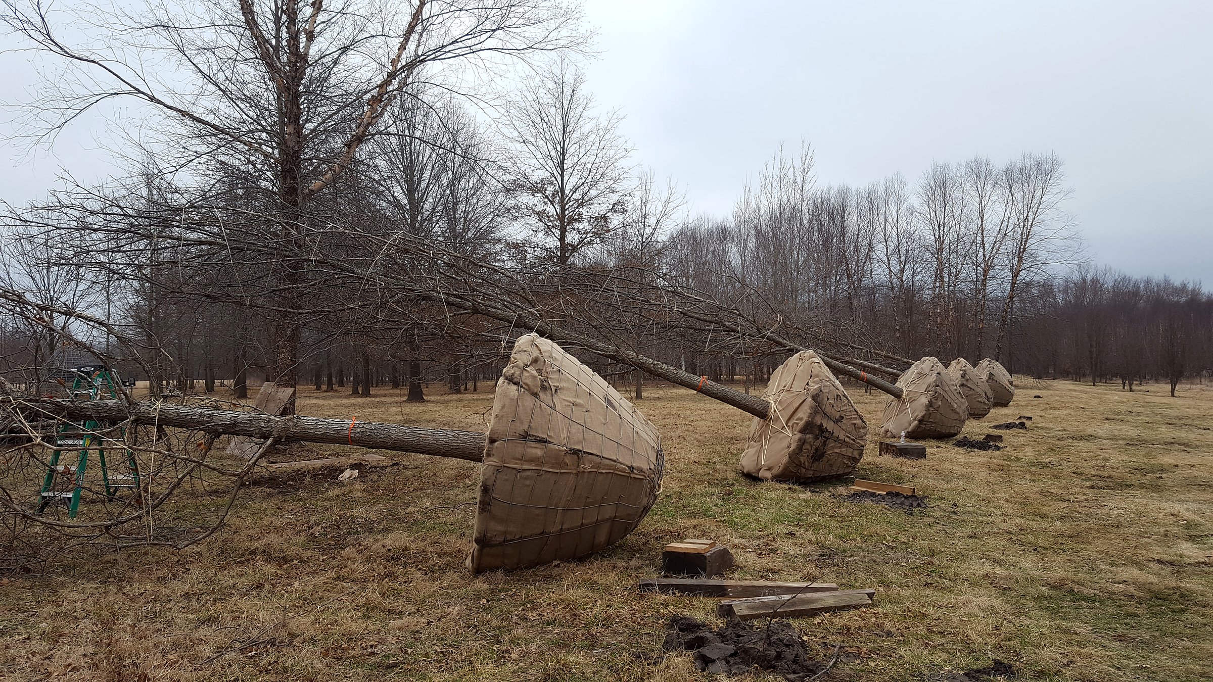 Large oaks dug with a 90-inch spade, balled and burlapped, laid out ready to ship from Tree Patch