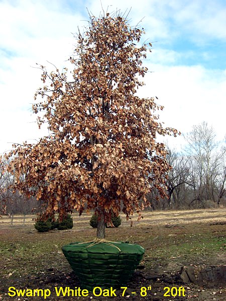 Swamp White Oak 7–8 inch caliper, 20 feet, balled and burlapped and ready to ship from Tree Patch