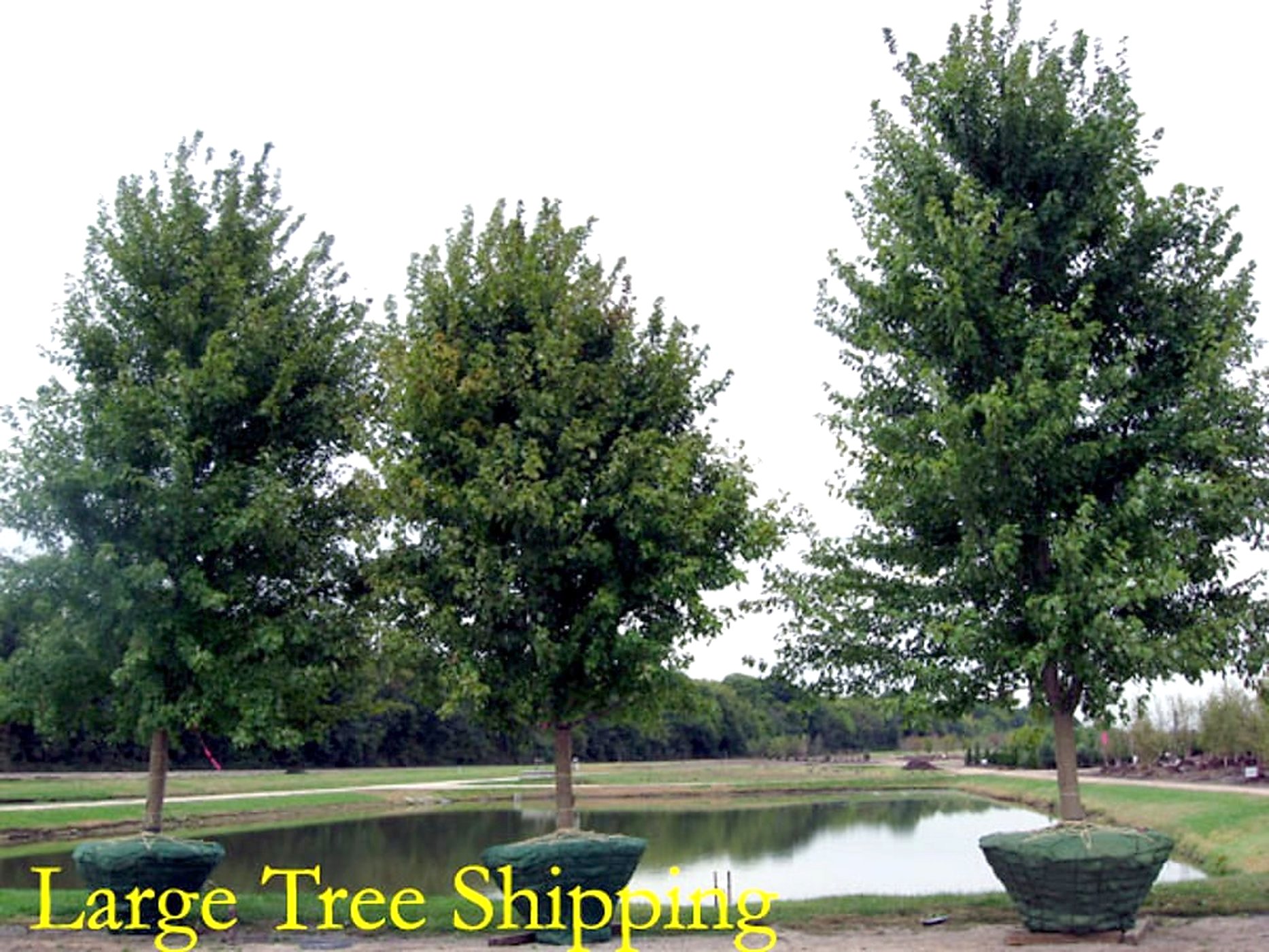 Three mature Autumn Blaze maples with wrapped root balls, ready for large-tree shipping from Tree Patch