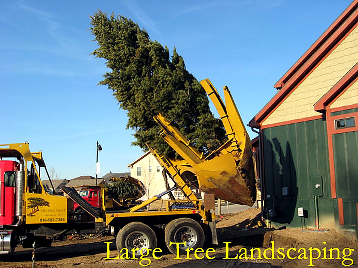 Tree Patch spade truck setting a large evergreen beside a home