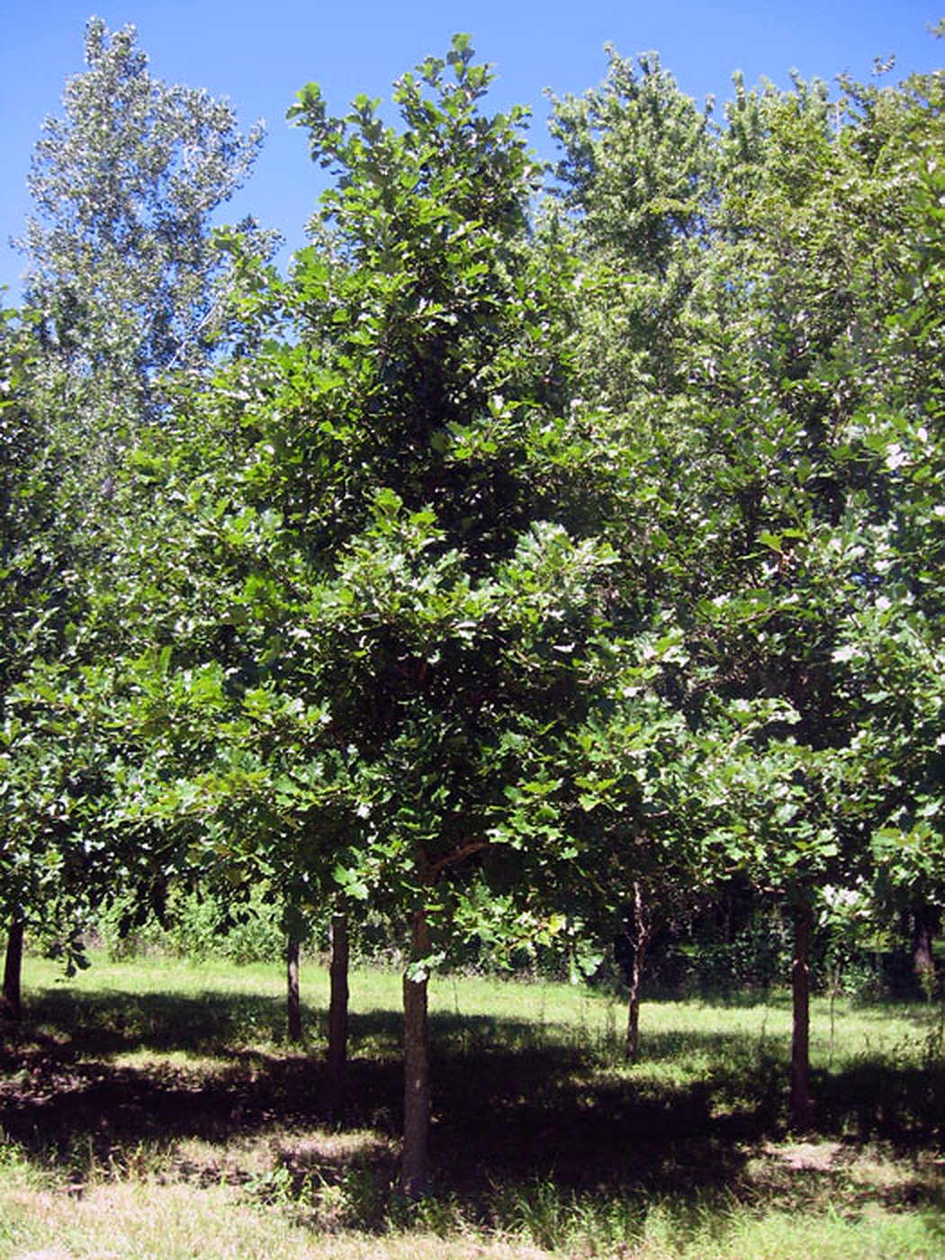 Swamp White Oak