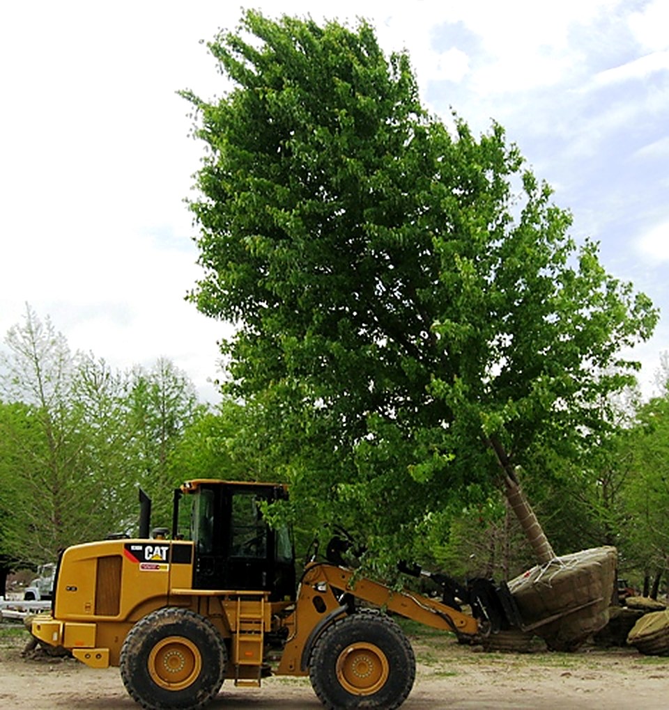 Loader moving a large maple with a full root ball for shipping