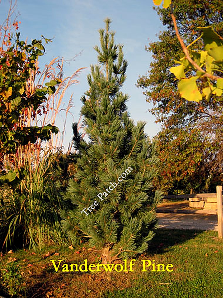 Vanderwolf Pine